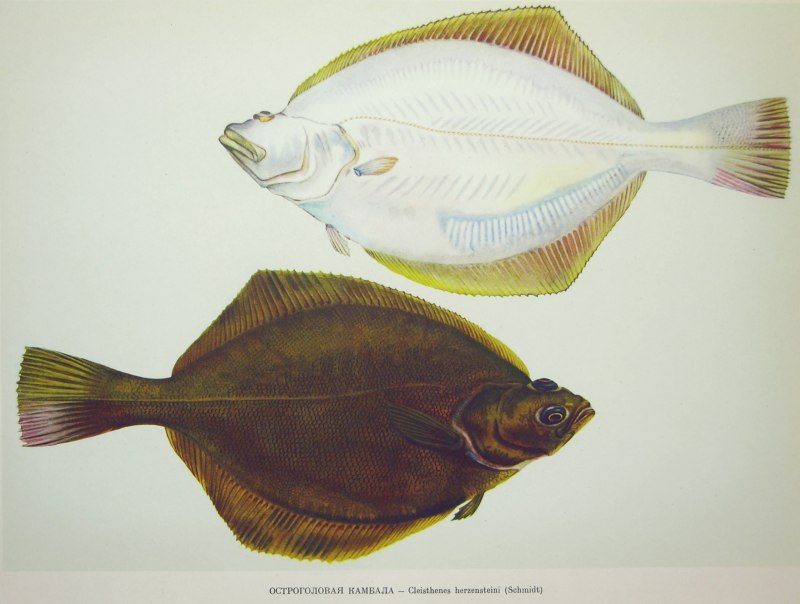 Морская камбала (pleuronectes platessa)