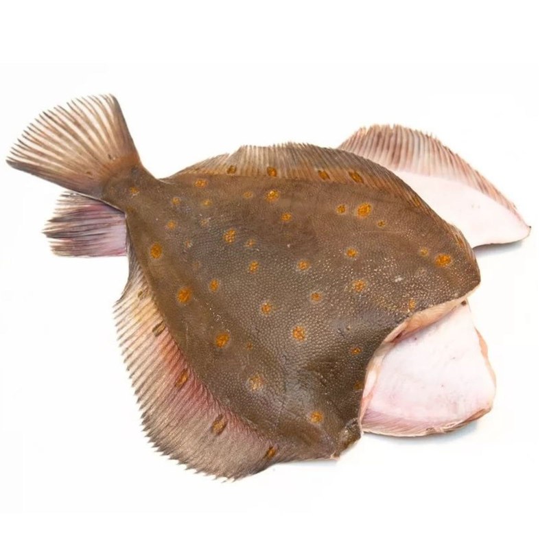 Морская камбала