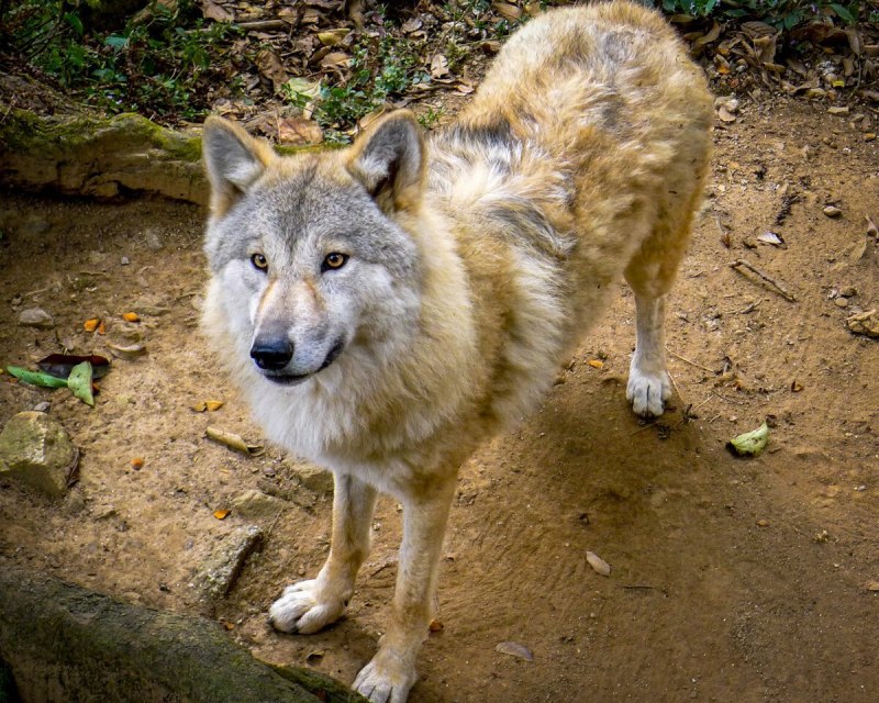 Волк canis Lupus