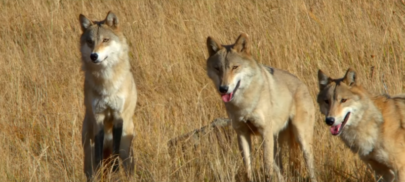 Canis Lupus Chanco