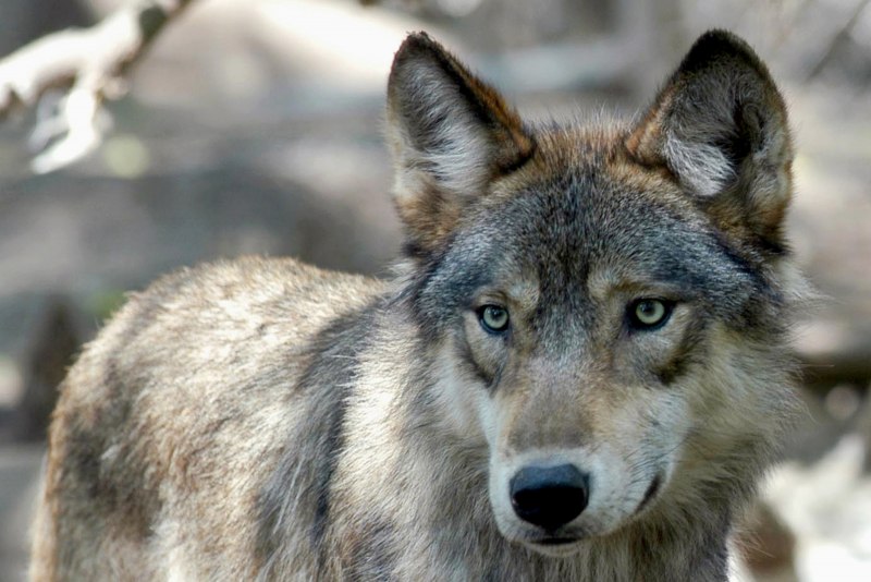 Canis Lupus cubanensis