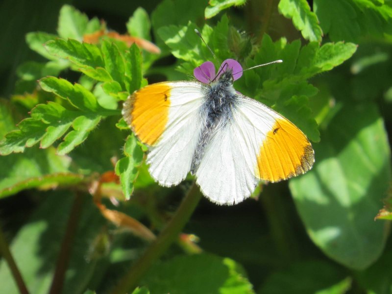Anthocharis Cardamines