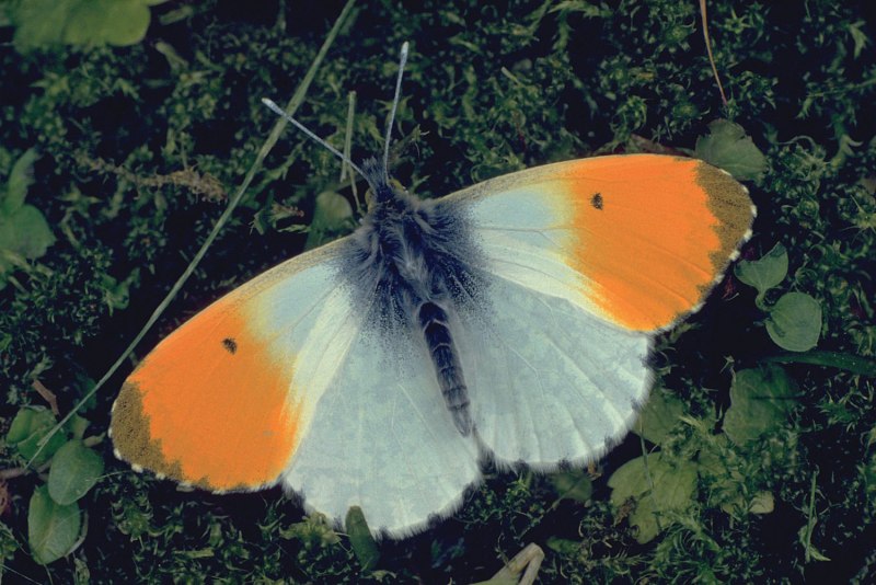 Зорька (Anthocharis Cardamines)
