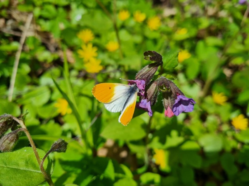 Anthocharis Cardamines