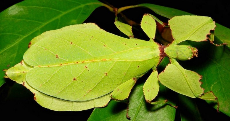 Палочник листовидка Phyllium siccifolium