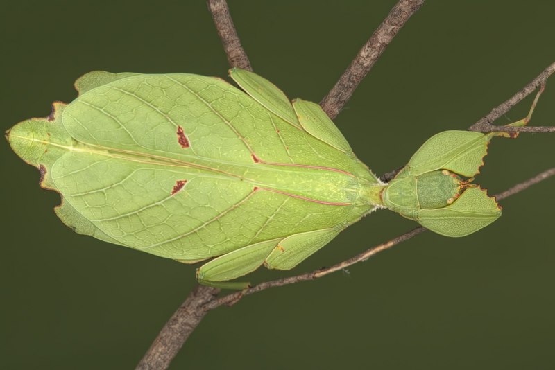 Phyllium pulchrifolium