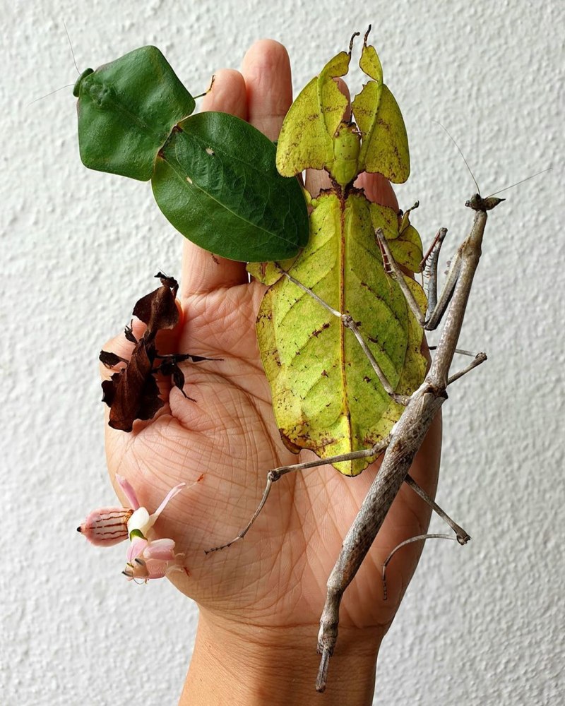Палочник листовидка Phyllium siccifolium