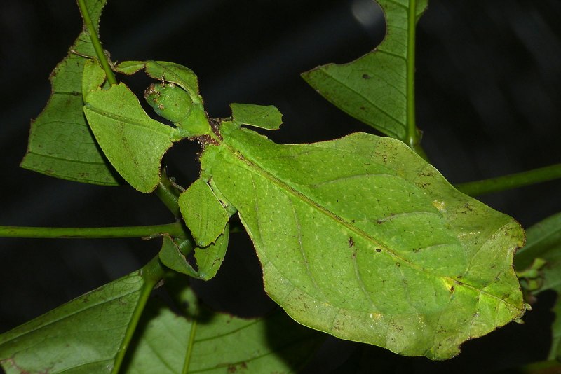 Палочник листовидка Phyllium siccifolium