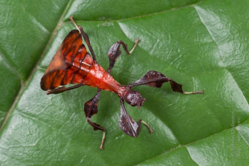 Палочник листовидка Phyllium siccifolium