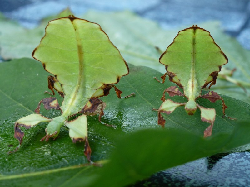 Phyllium siccifolium
