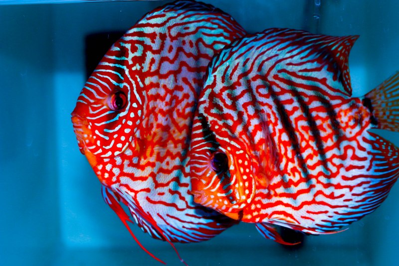 Discus Fish