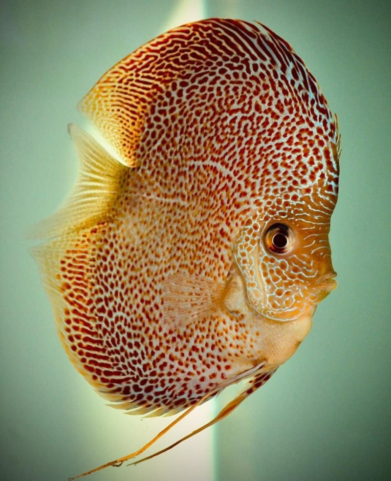 AHM.Discus