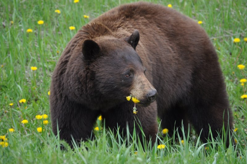 Бурый медведь (Ursus arctos)