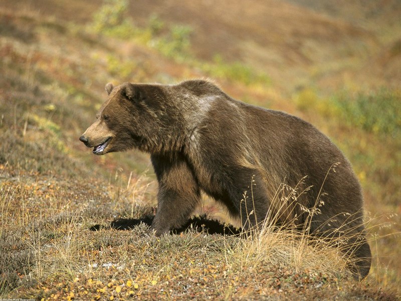 Медведи Гризли Йеллоустонский парк