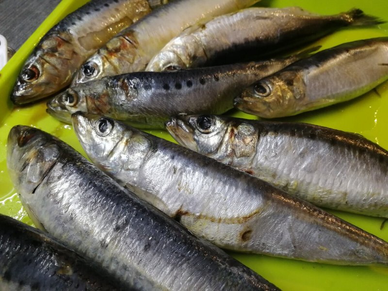 Рыба сельдь Иваси