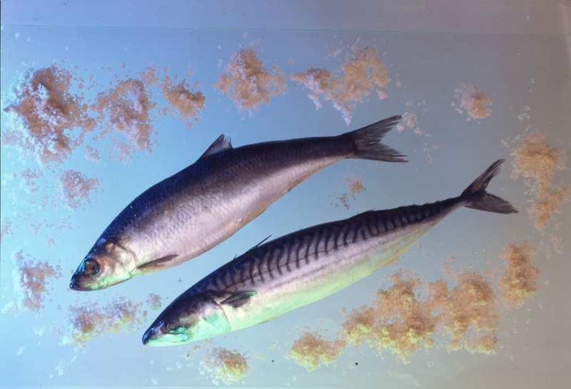 Sardinops sagax