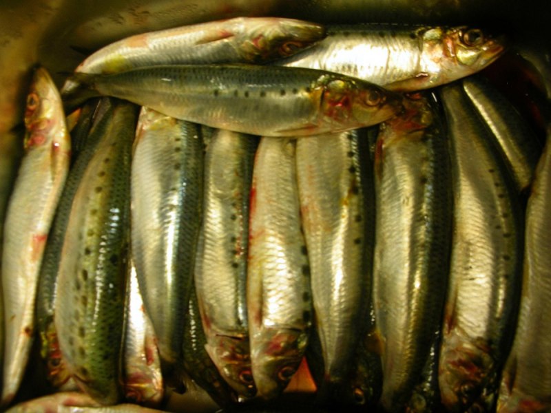 Sardina pilchardus pilchardus