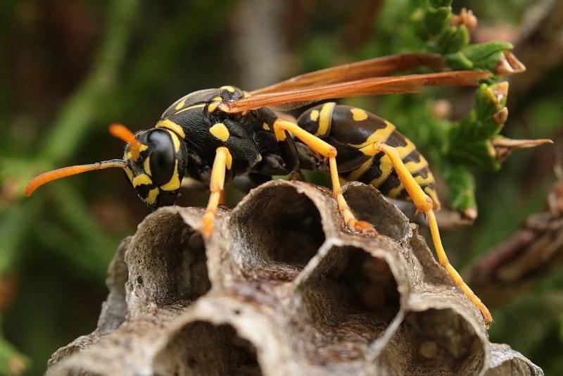 Наездники и личинка Chalcidoidea