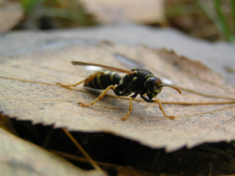Оса Hymenoepimecis argyraphaga