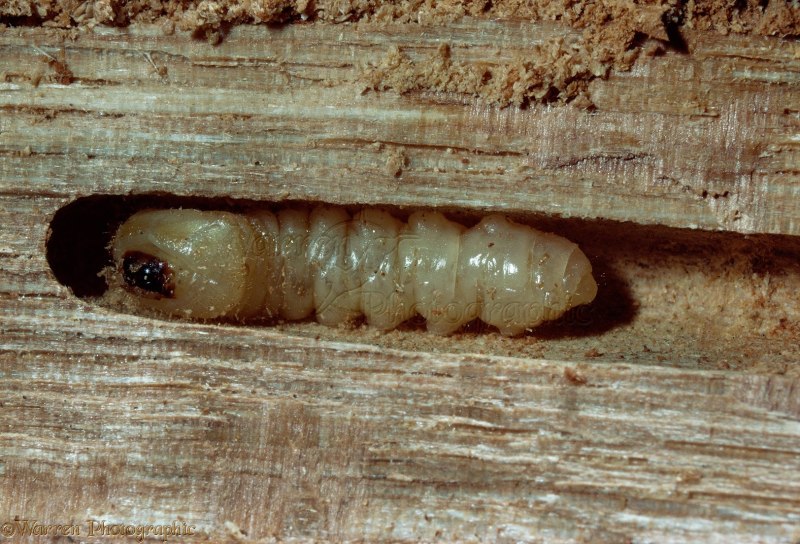 Наездник Cotesia glomerata