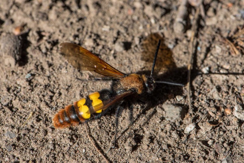 Genetic Wasp