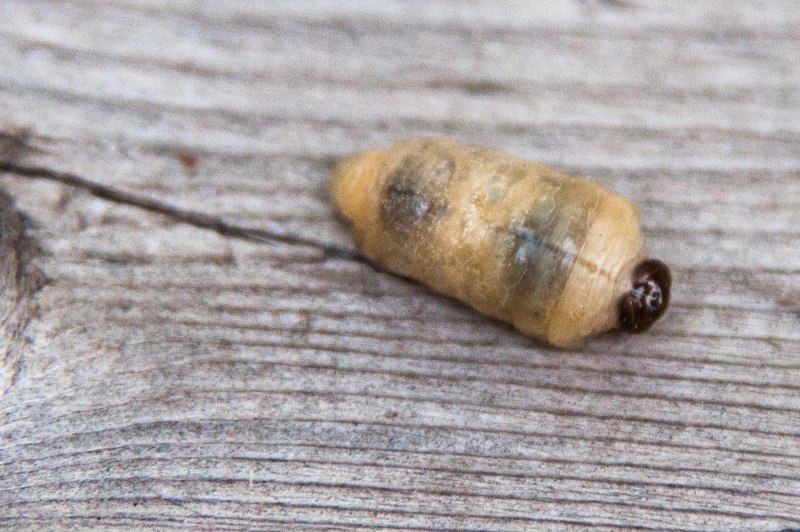 Strategus aloeus