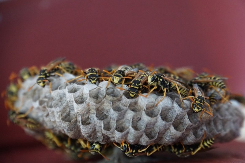 Nasonia vitripennis