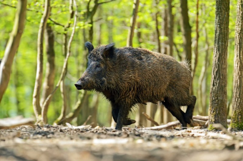 Кабан (sus scrofa)