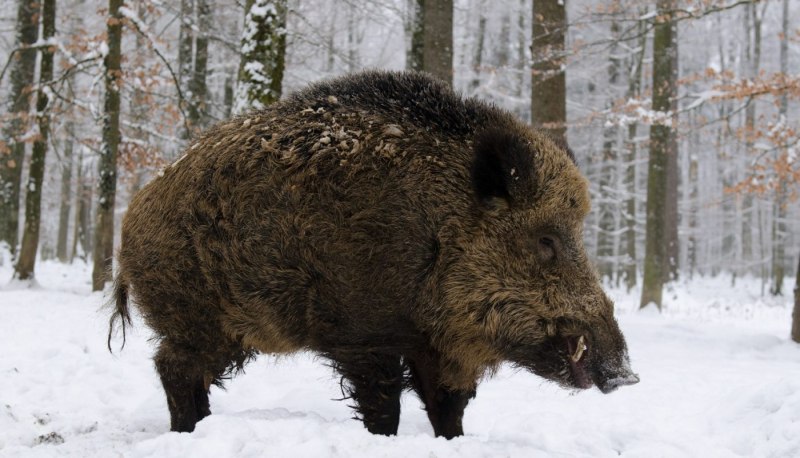 Sus scrofa Linnaeus, 1758 - кабан