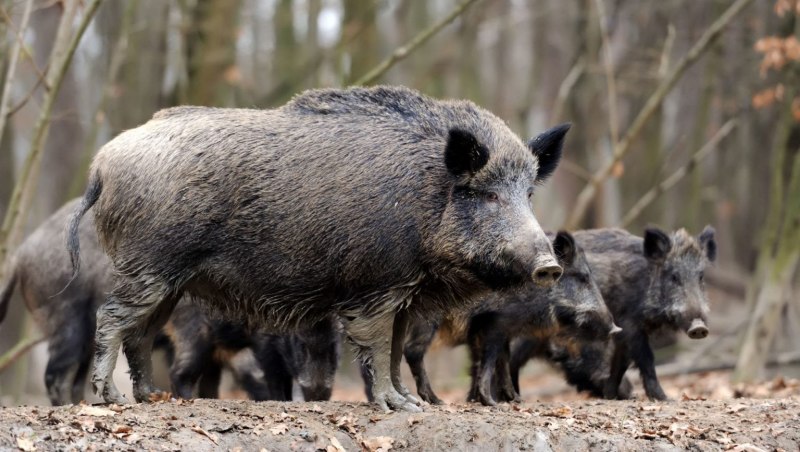 Кабан (sus scrofa)