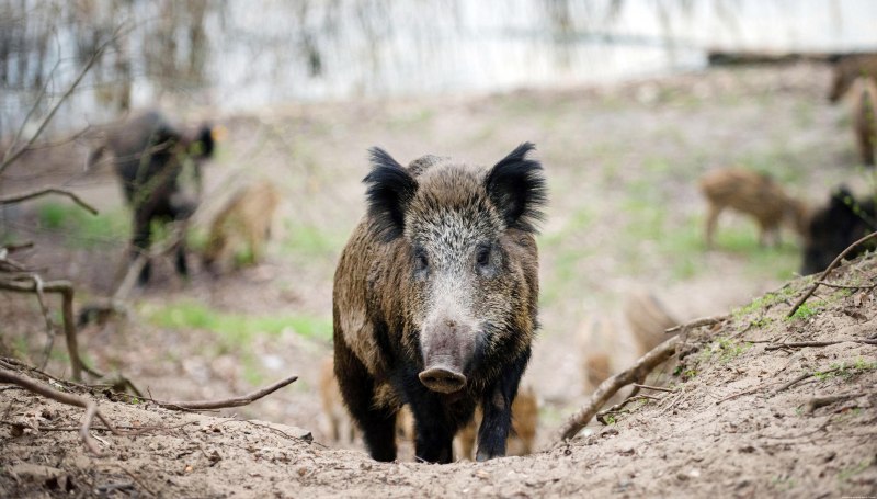 Кабан (sus scrofa)