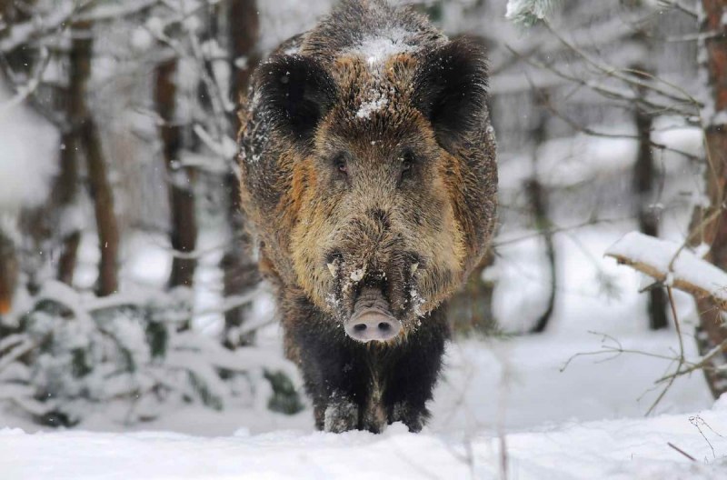 Sus scrofa Linnaeus, 1758 - кабан