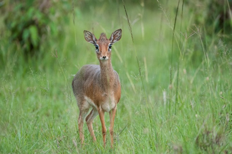 Neotragus pygmaeus