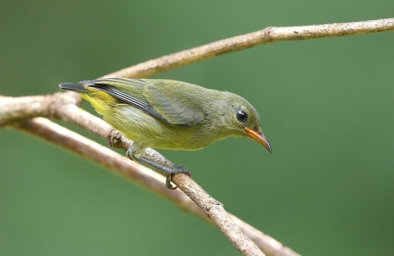 Prionochilus maculatus