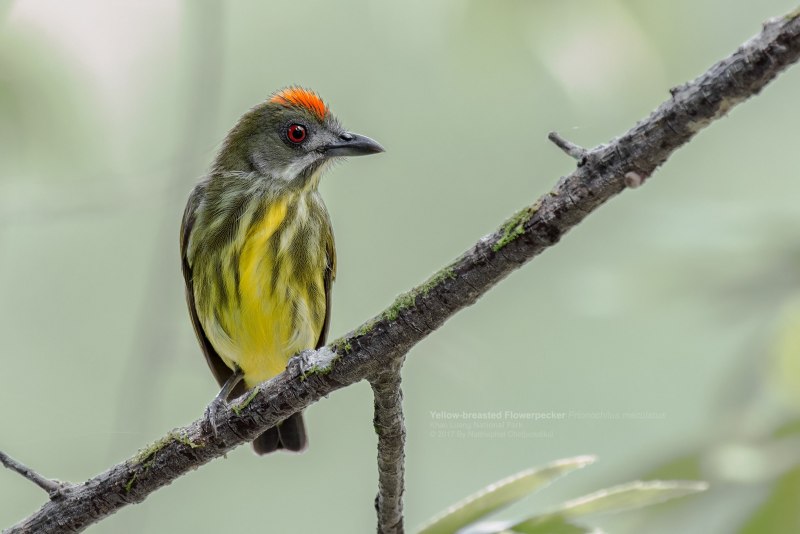 Bird with Orange belly