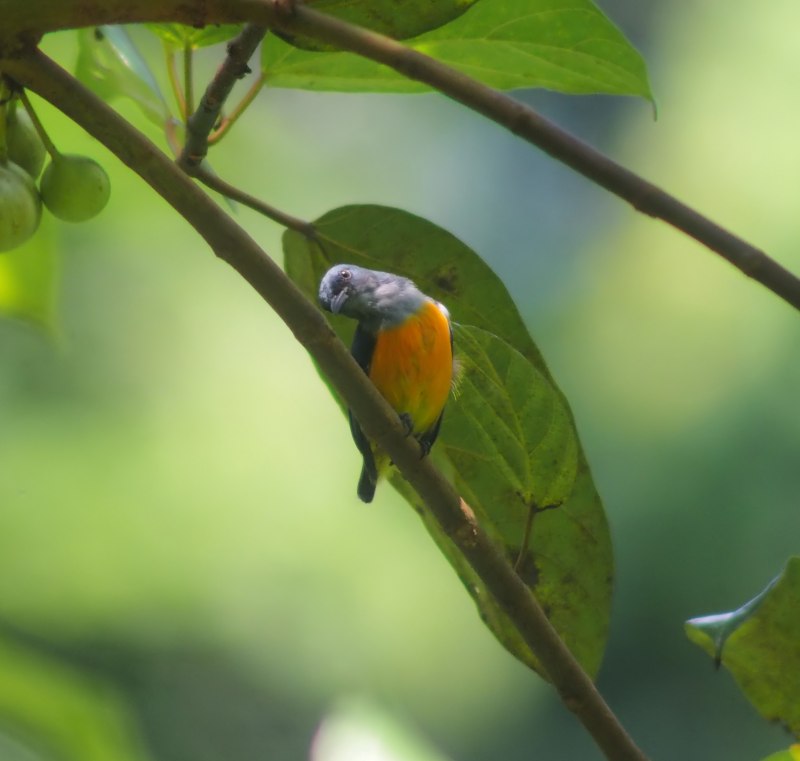 Yellow-bellied Flowerpecker