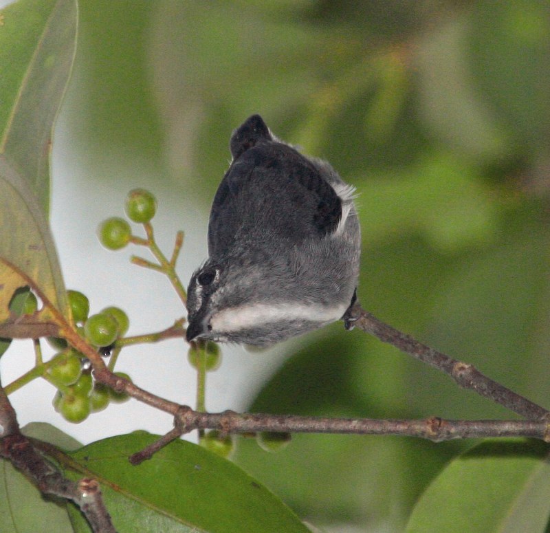 Dicaeum hirundinaceum)