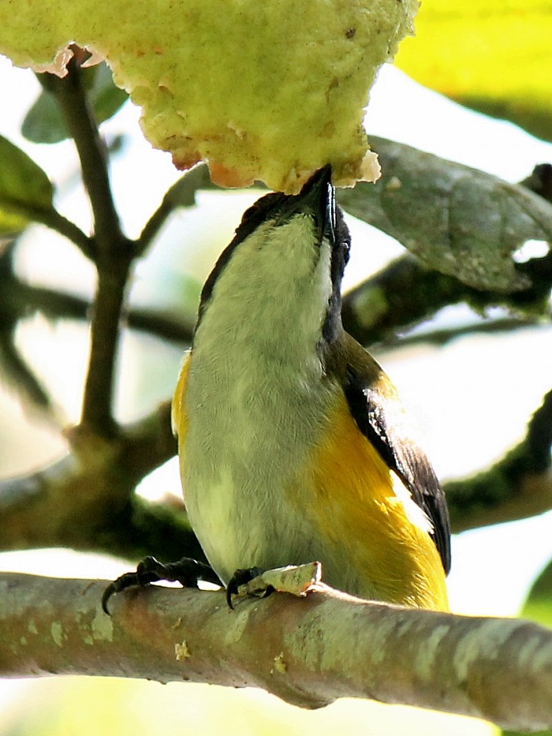Aethopyga nipalensis
