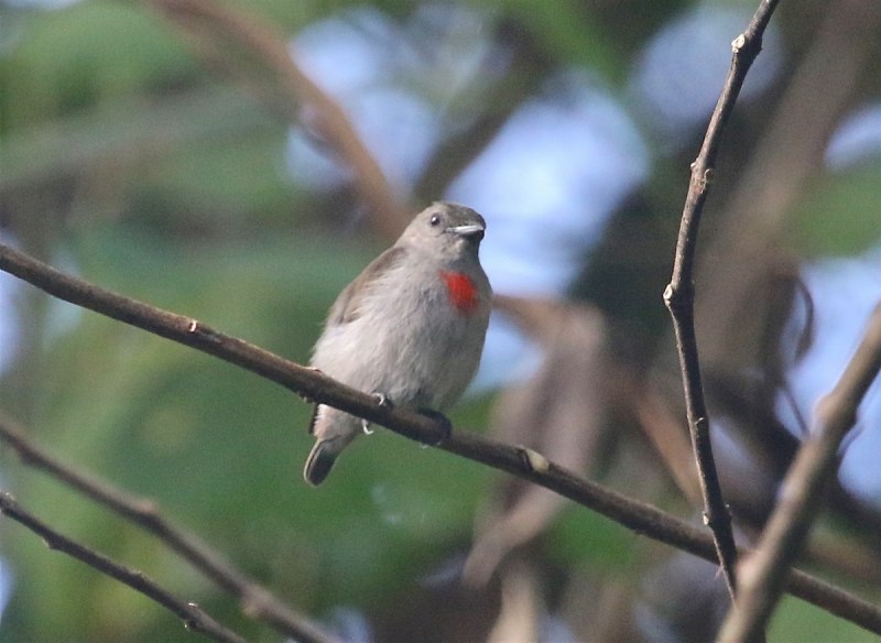 Anthreptes Malacensis