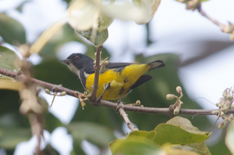 Spectacled Flowerpecker