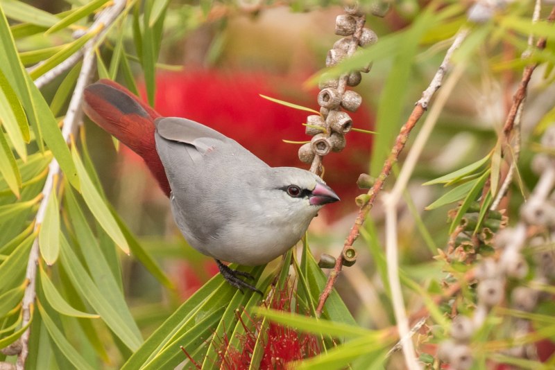 Scarlet-Collared Flowerpecker