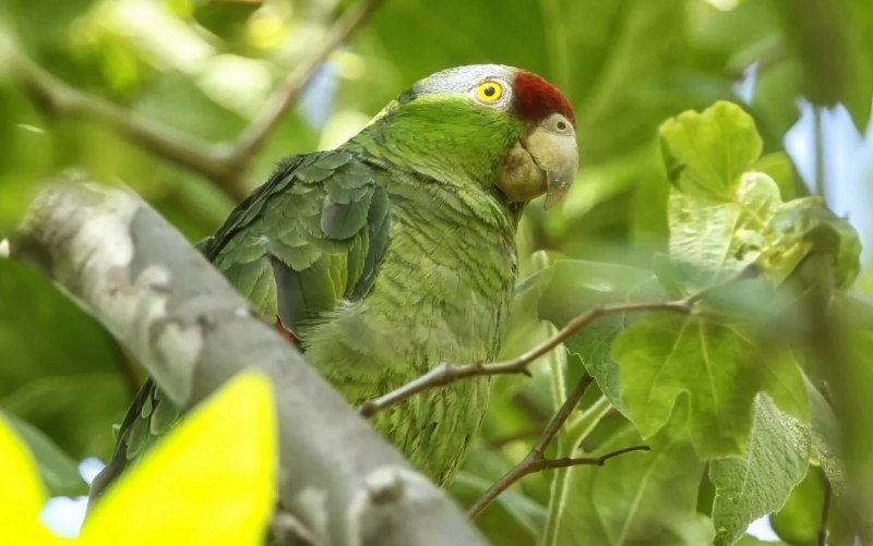 Sisserou Parrot