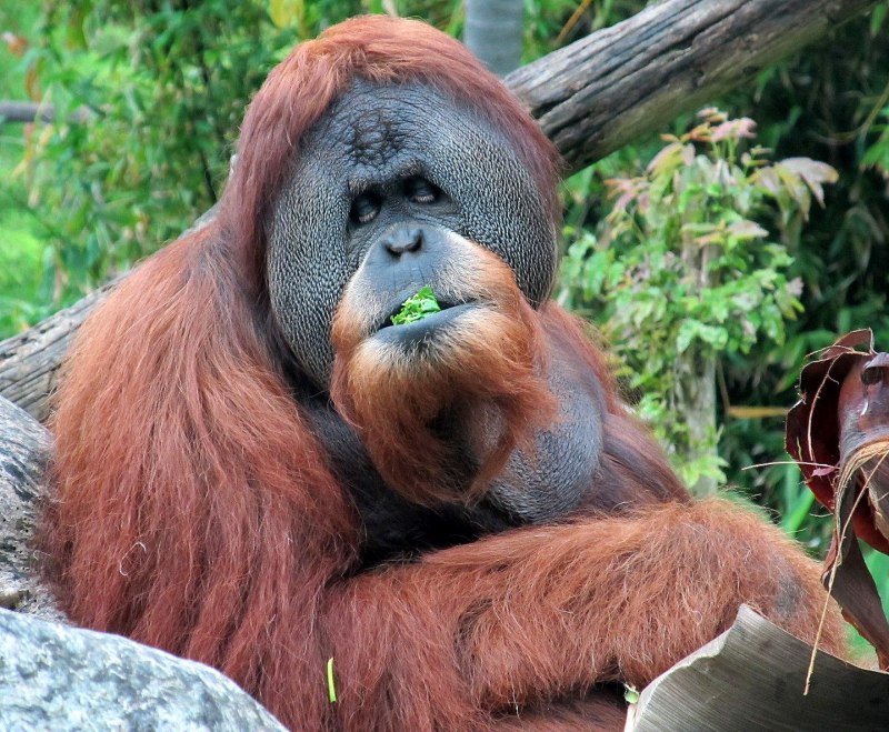 Орангутан (pongo pygmaeus)