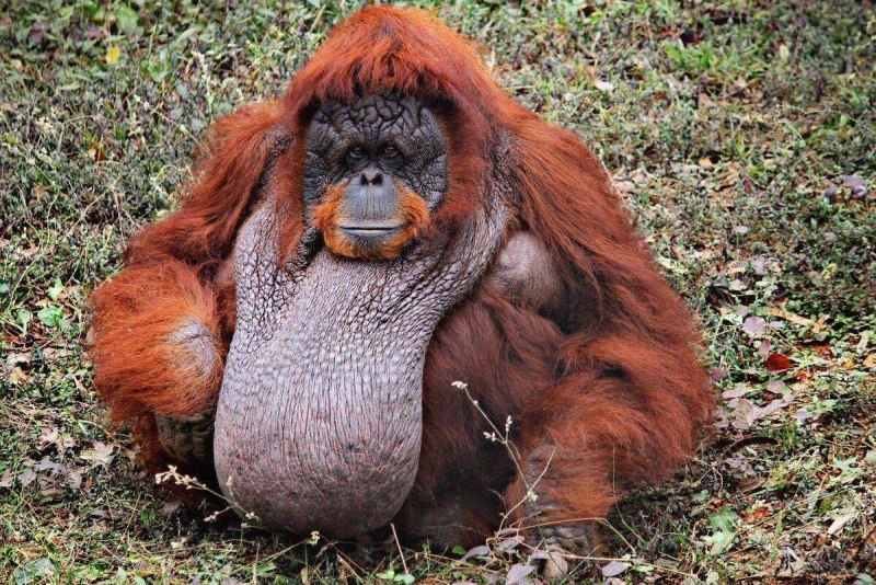 Калимантанский орангутан pongo pygmaeus