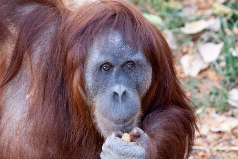 Bornean Orangutan