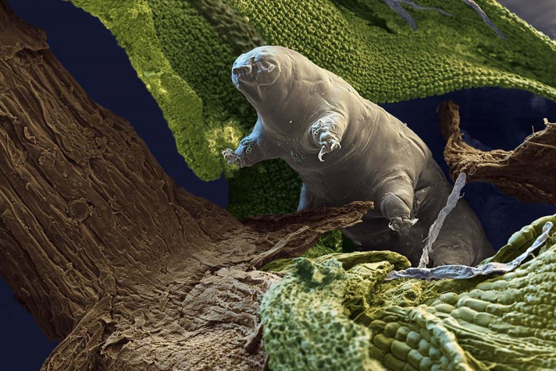 Тихоходка (Tardigrada)