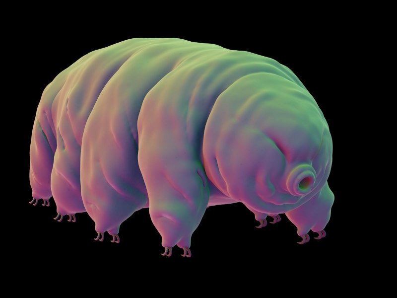Tardigrade Inferno Даша