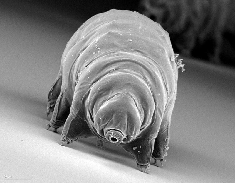 Тихоходка (Tardigrada)
