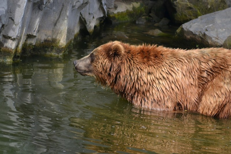 Водный медведь