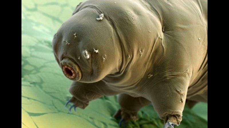 Тихоходка (Tardigrada)